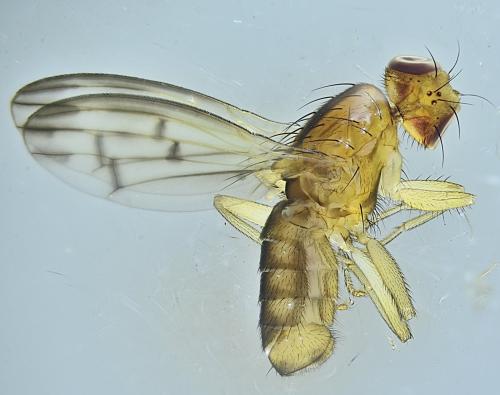 Opomyza germinationis